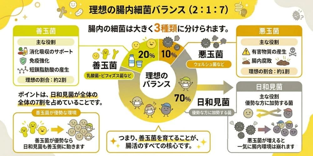 善玉菌・悪玉菌・日和見菌の役割